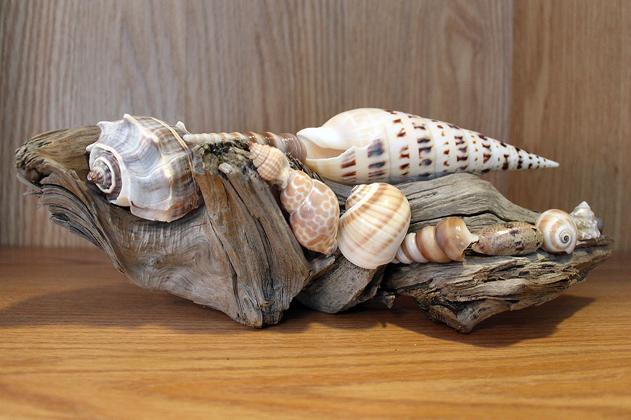 DriftwoodShellDisplay Sea Treasure by Patrice