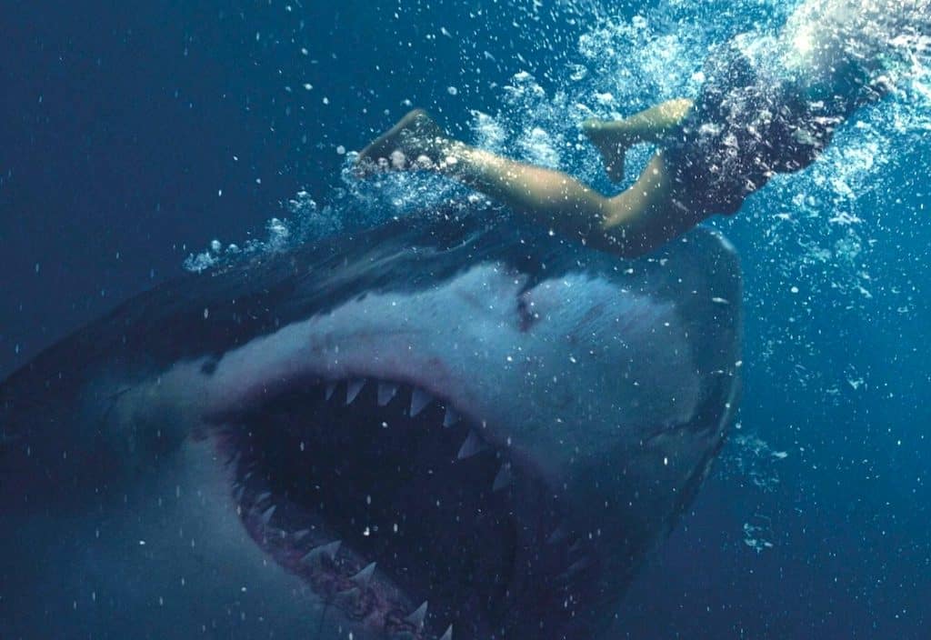 Southern California authorities sound alarm as monster 17foot Great