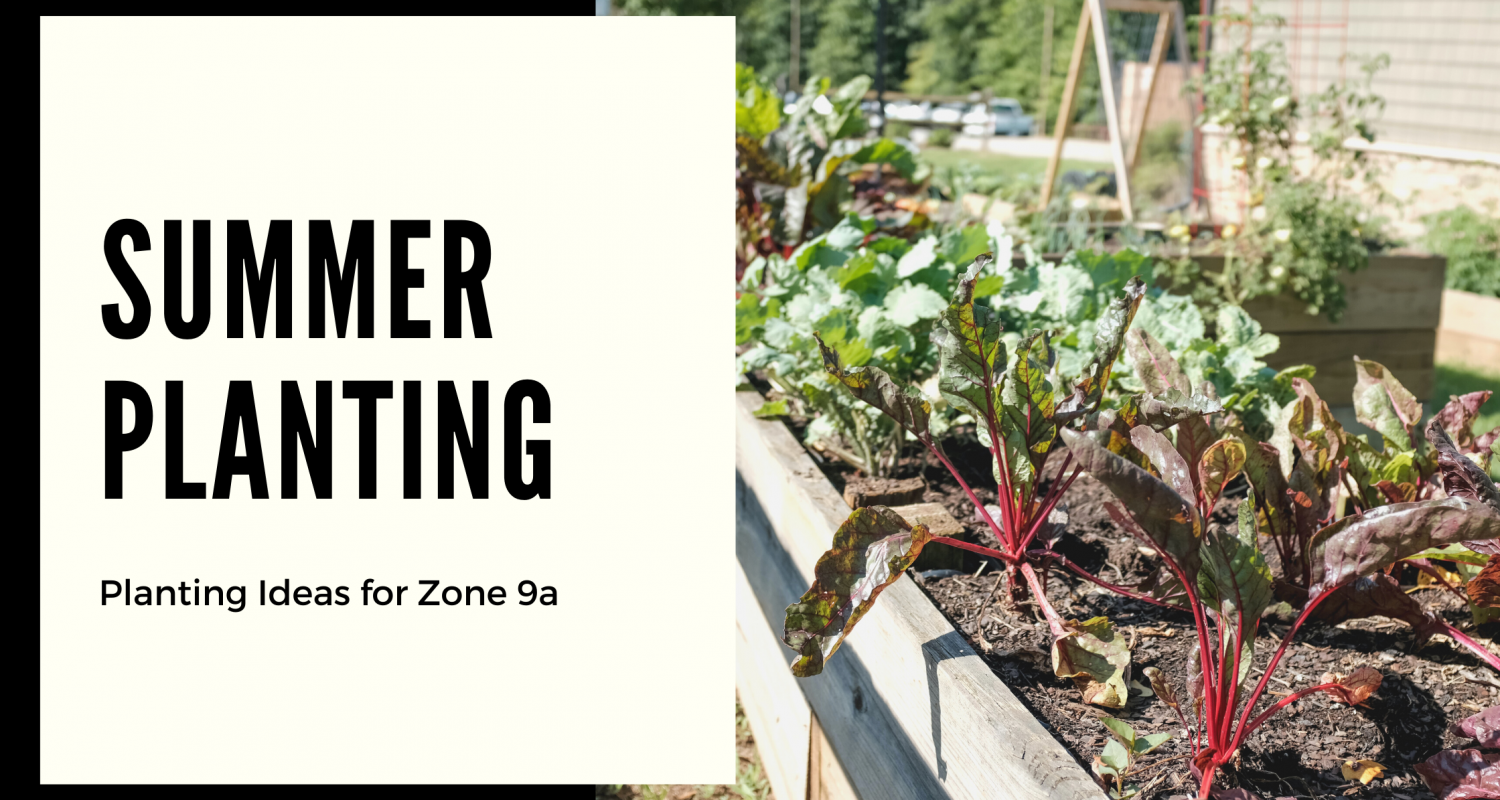 Summer Planting What Can I Grow? Beach Homestead Co