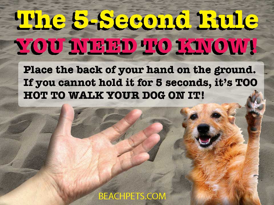 Can Dogs Walk On Hot Sand