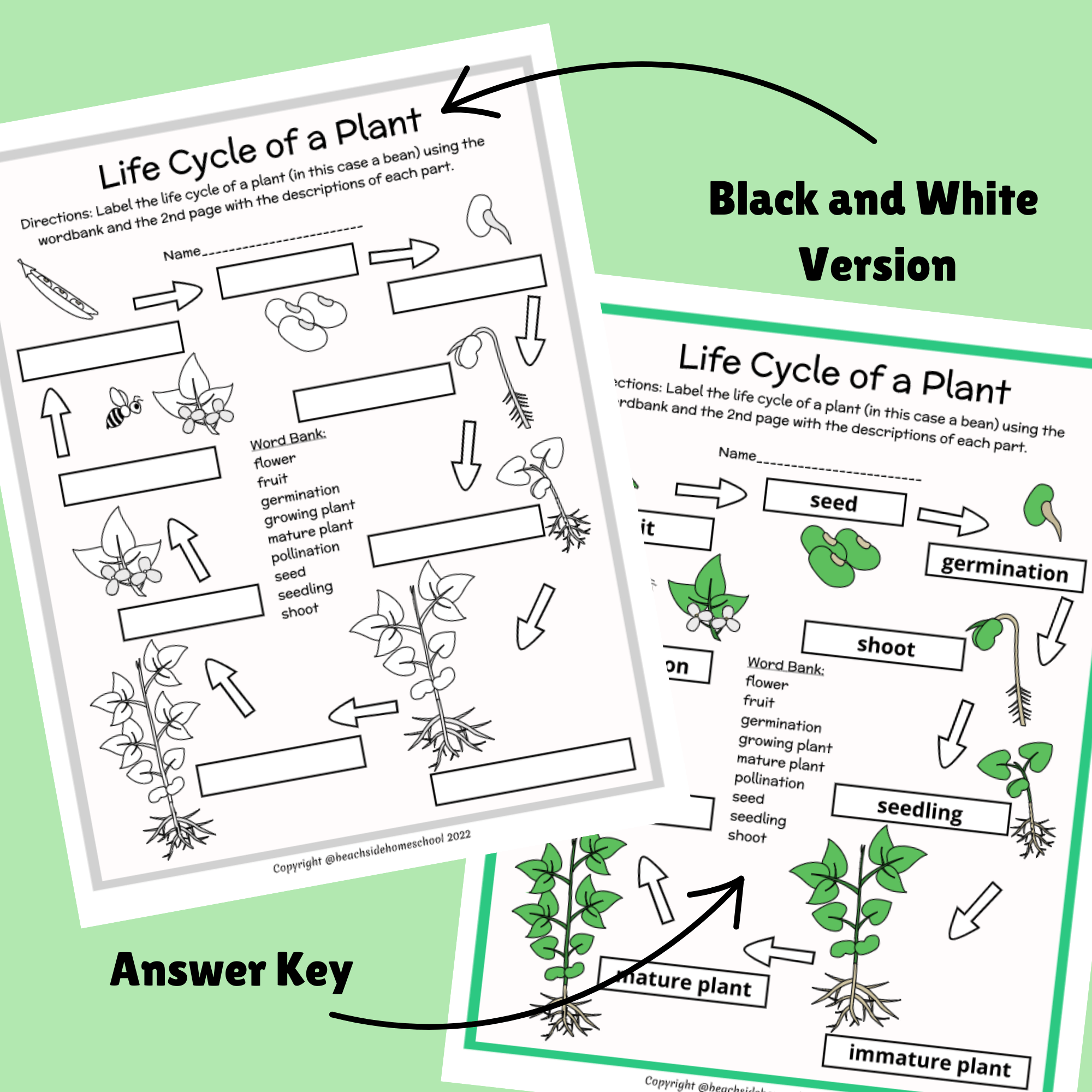 2nd/3rd/4th/5th Plant Life Cycle Parts Labeling Diagram