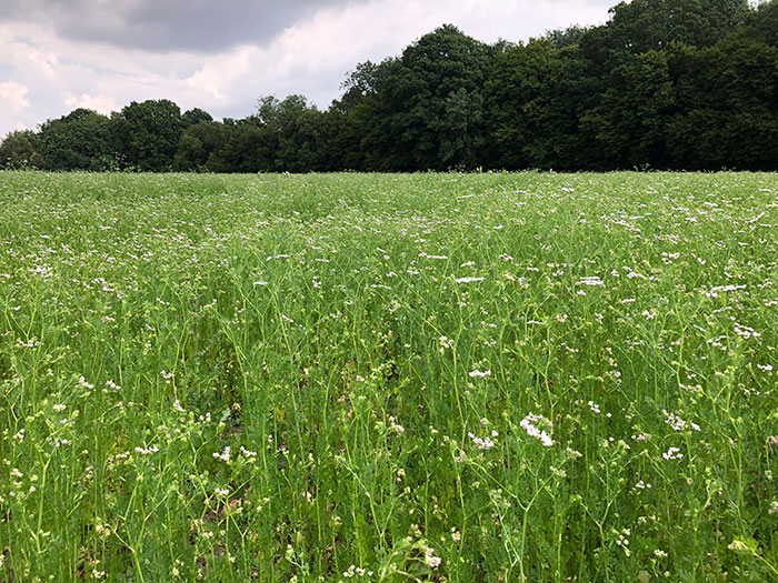 UK Coriander crop Beacon Commodities
