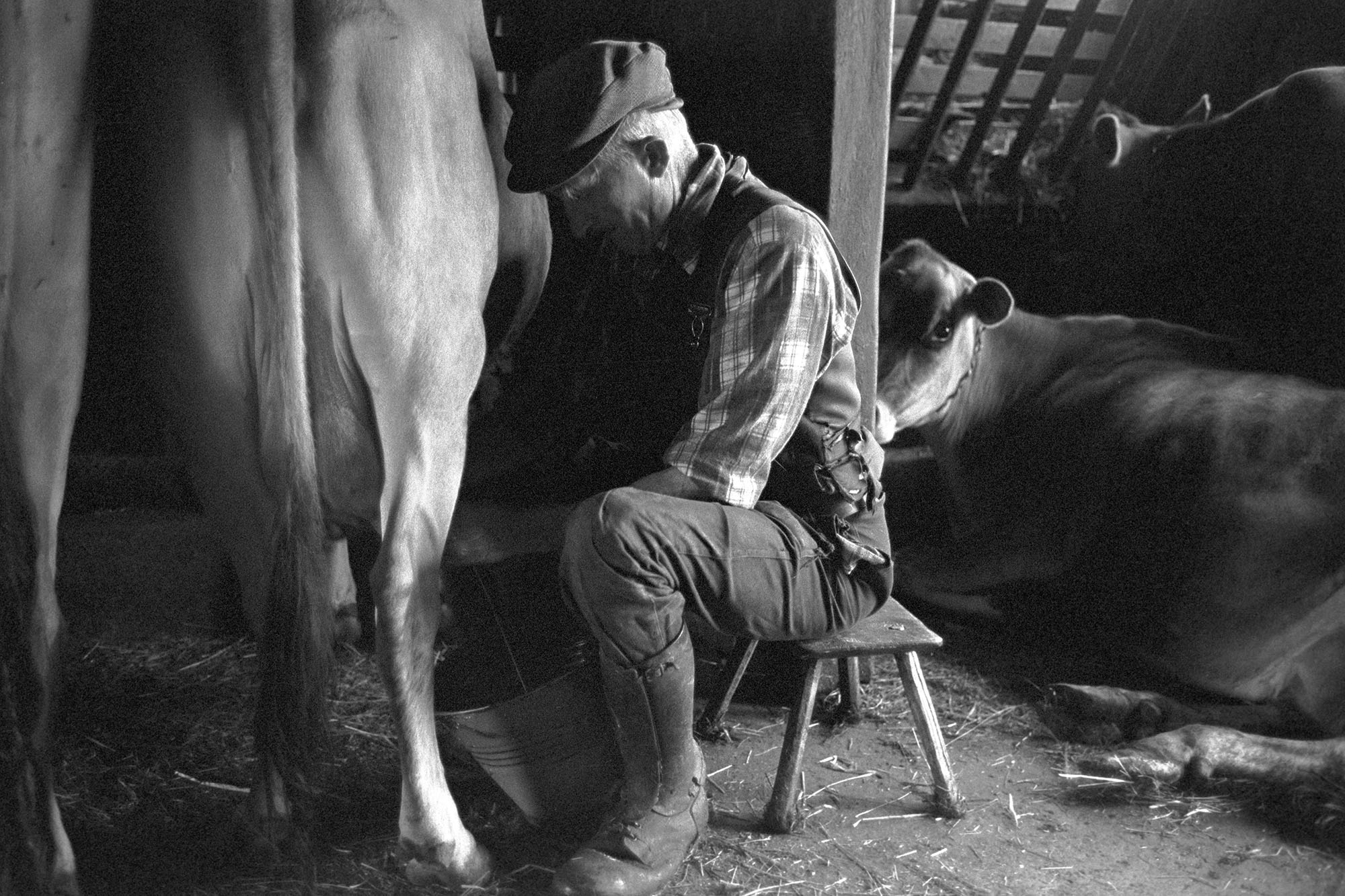 Gordon Sanders milking Beaford Archive