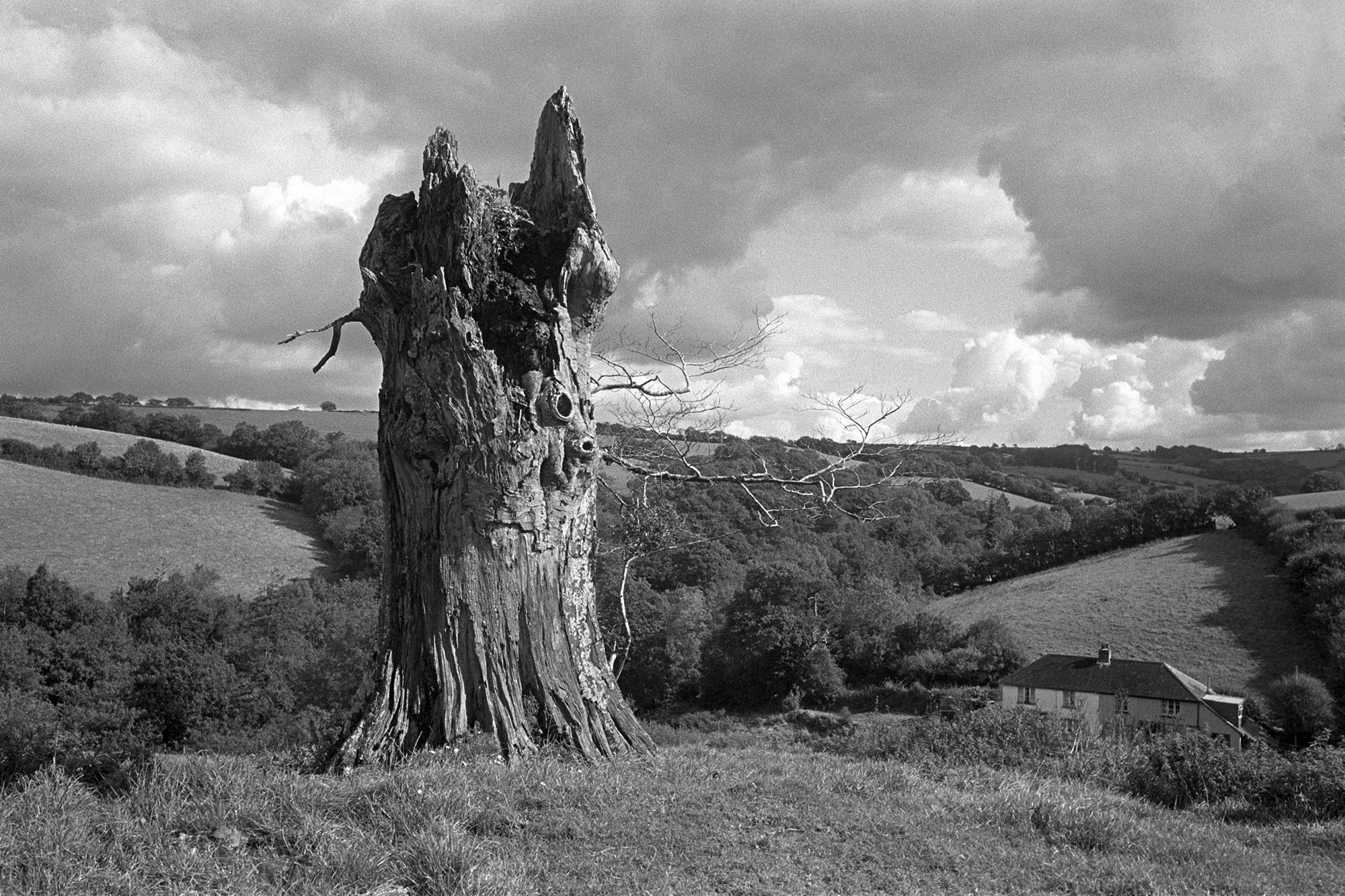Beech stump at Spittle Beaford Archive