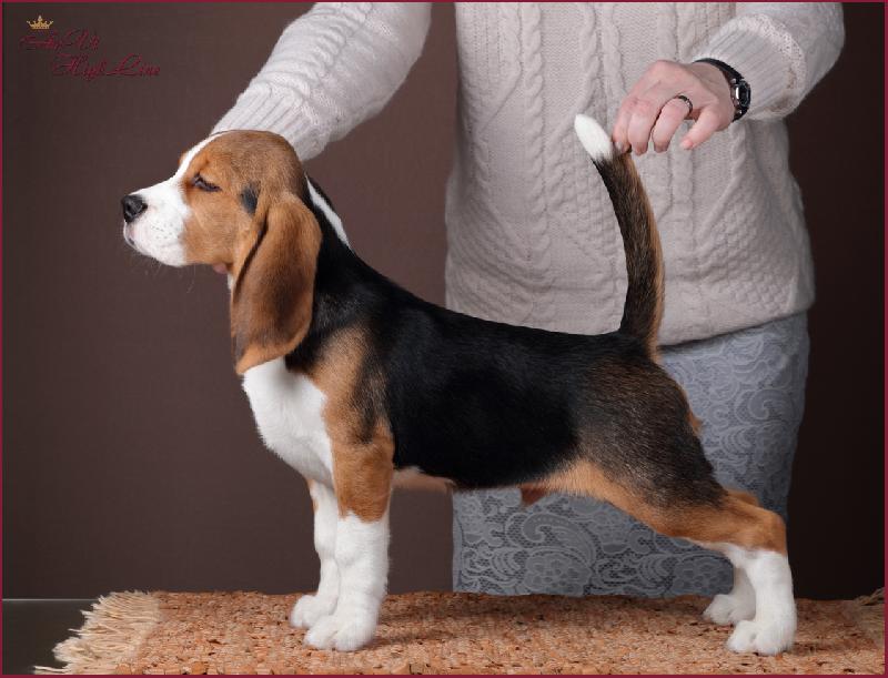 uguaglianza rapporto Saluto beagle da tartufo specchio temporaneo