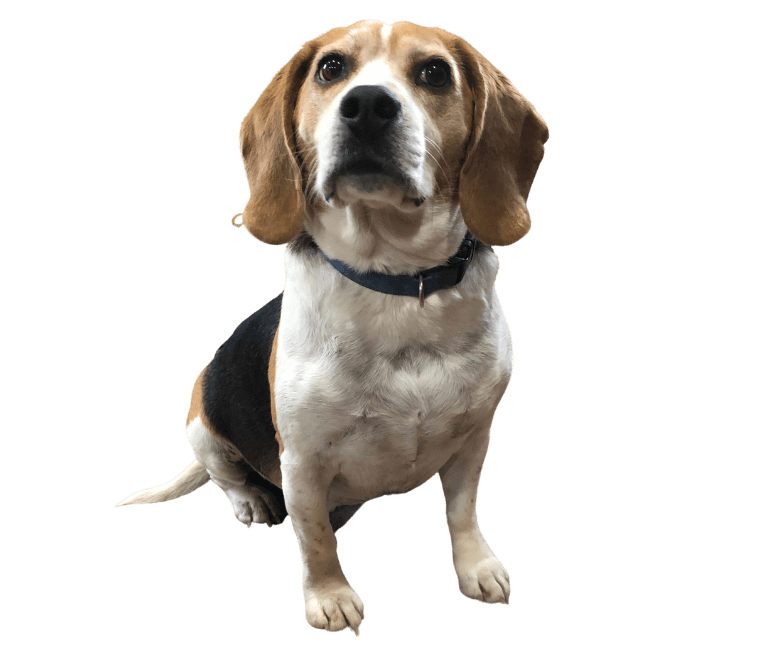 Beagle Buds Home to West Inkster Realty & Garrison Insurance