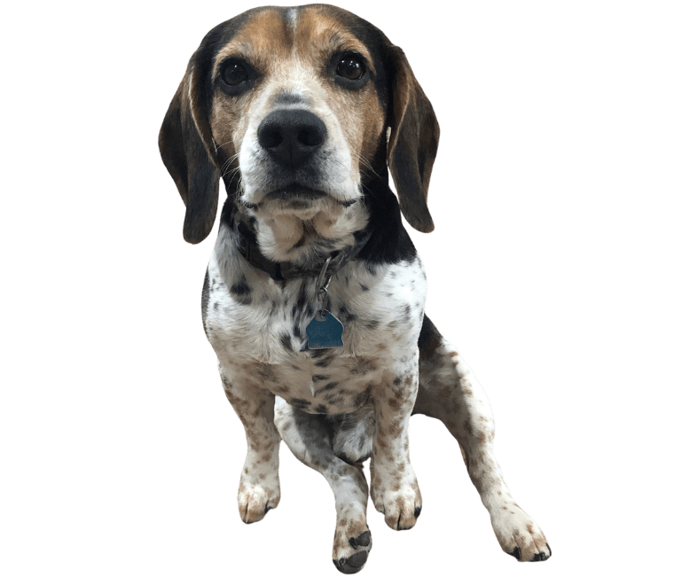 Beagle Buds Home to West Inkster Realty & Garrison Insurance