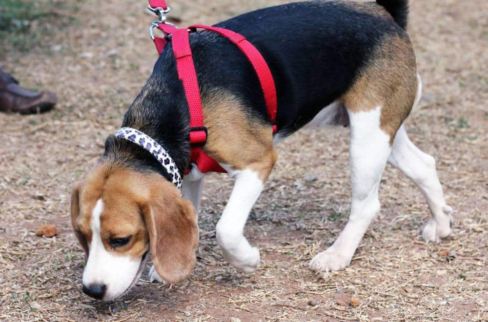 14 Qualities of Beagles that will make you want one Beagle Care