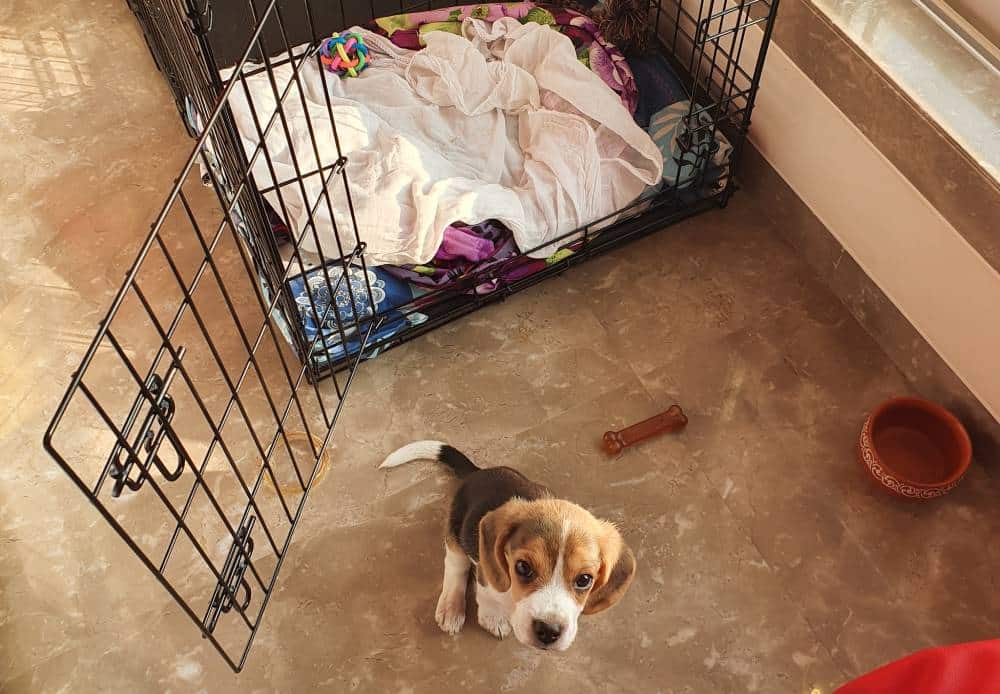 How Smart are Beagles? Test your Beagle's Intelligence Beagle Care