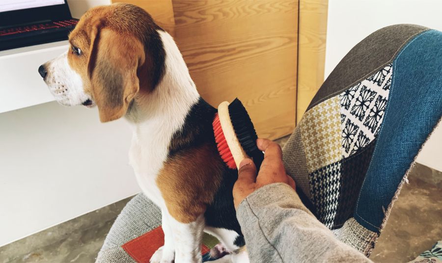 Is a Beagle Right for You? (with a Quiz) Beagle Care