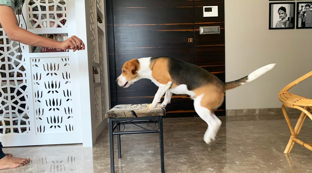 How to Teach your Beagle to Jump on Command Beagle Care