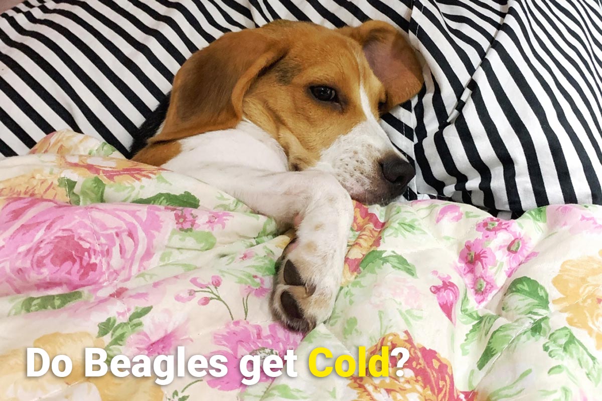 Do Beagles get cold? Beagle Care
