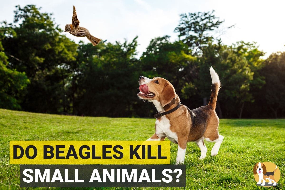 Will Beagles Kill Chickens