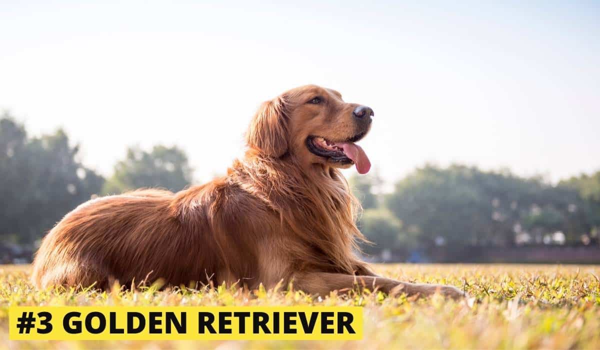 10 Best Companion Dog Breeds for your Beagle Beagle Care