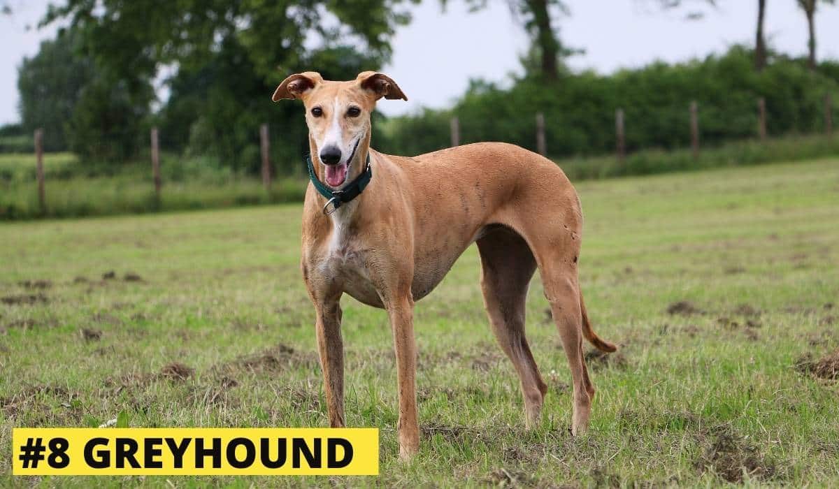 10 Best Companion Dog Breeds for your Beagle Beagle Care