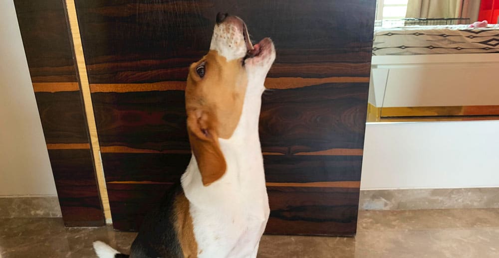 10 Common Beagle Behavior Problems and How to Fix Them