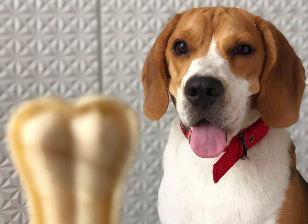 5 Ways to Help Teething Beagle Puppy Beagle Teething Guide Beagle Care