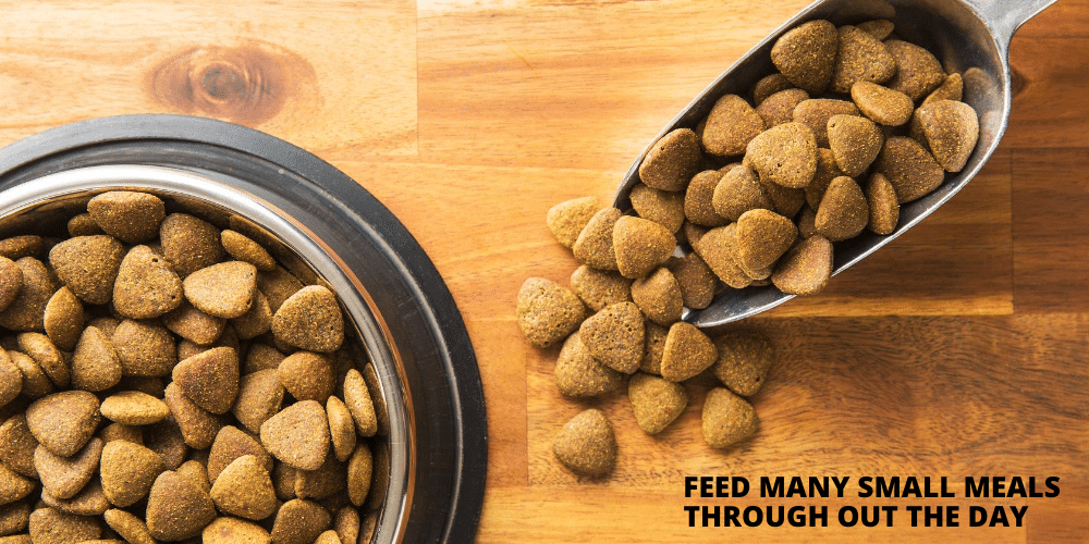 7 Ways to Help your Beagle Lose Weight Beagle Care