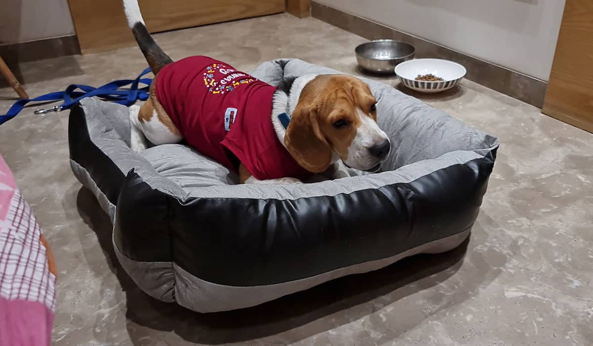 Price and Monthly Expenses of a Beagle Puppy Beagle Care