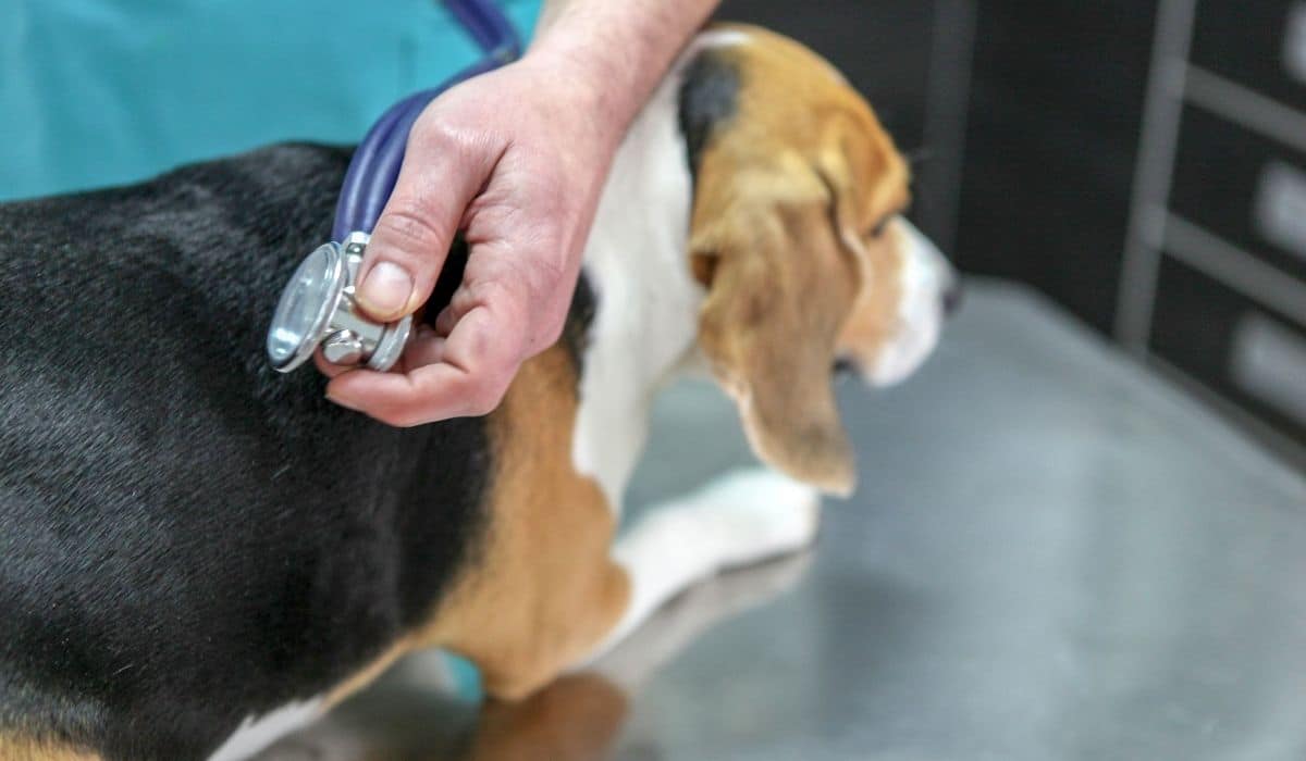 Price and Monthly Expenses of a Beagle Puppy Beagle Care
