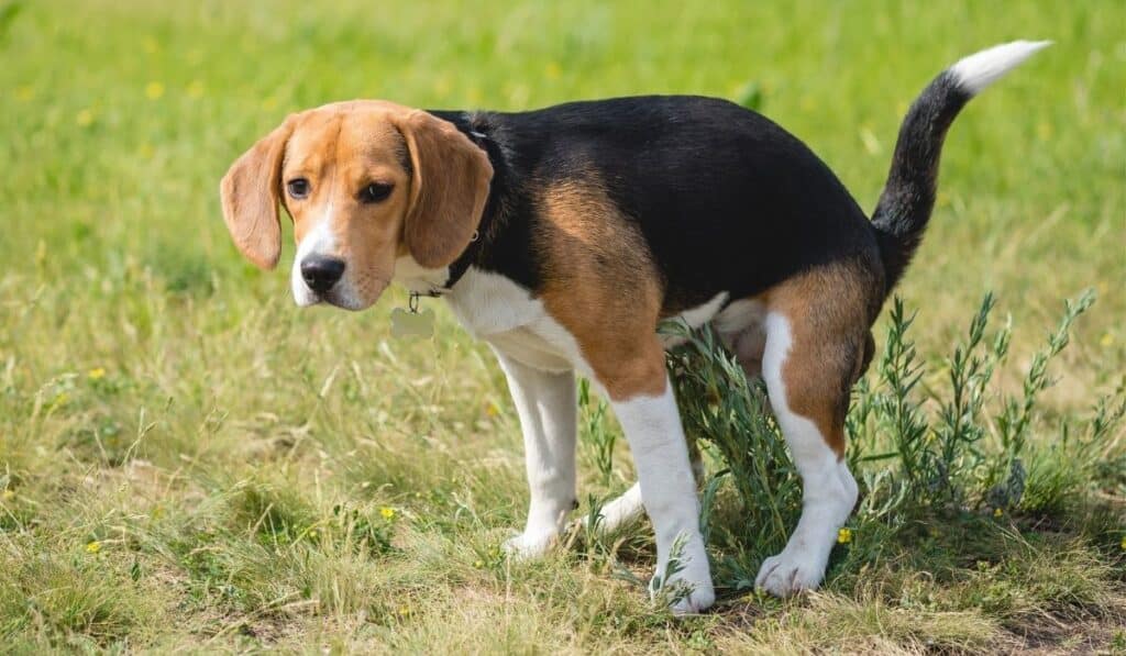 House Training a Beagle Puppy Potty Training in 7 Steps Beagle Care
