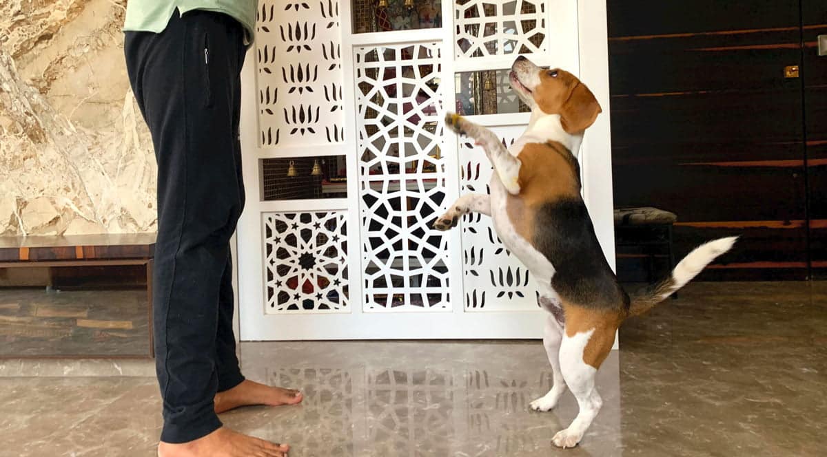 Are Beagle Good House Dogs? An Owner's Opinion Beagle Care