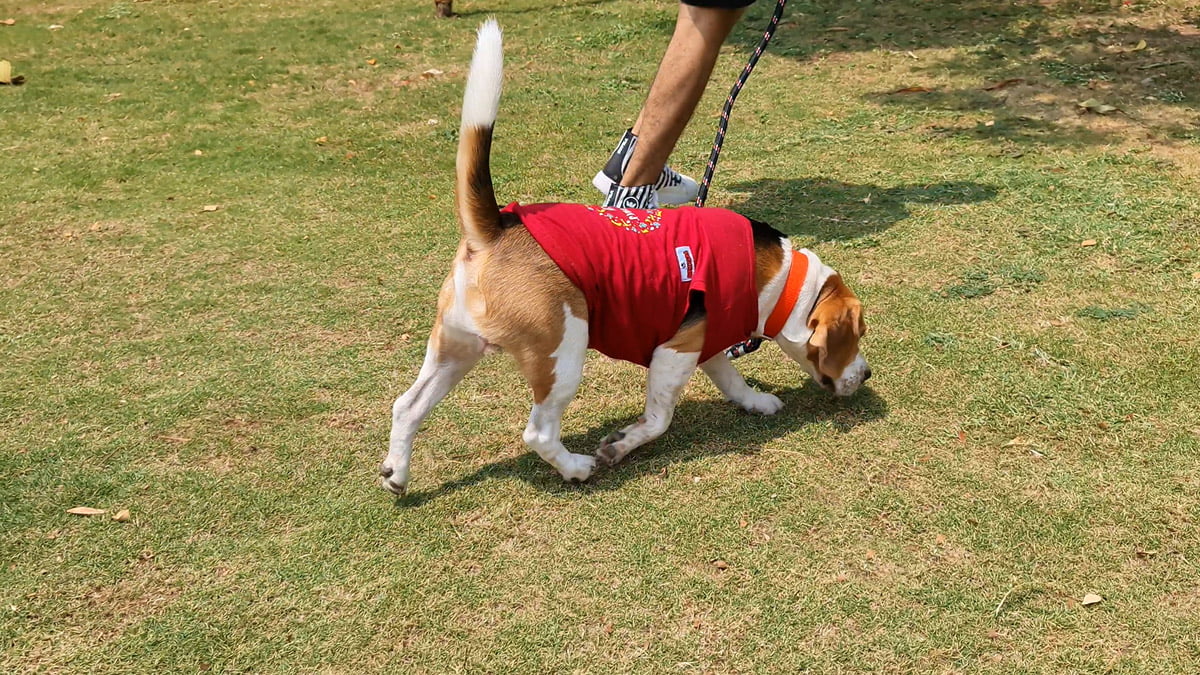 10 Things That Make Beagles Happy Beagle Care