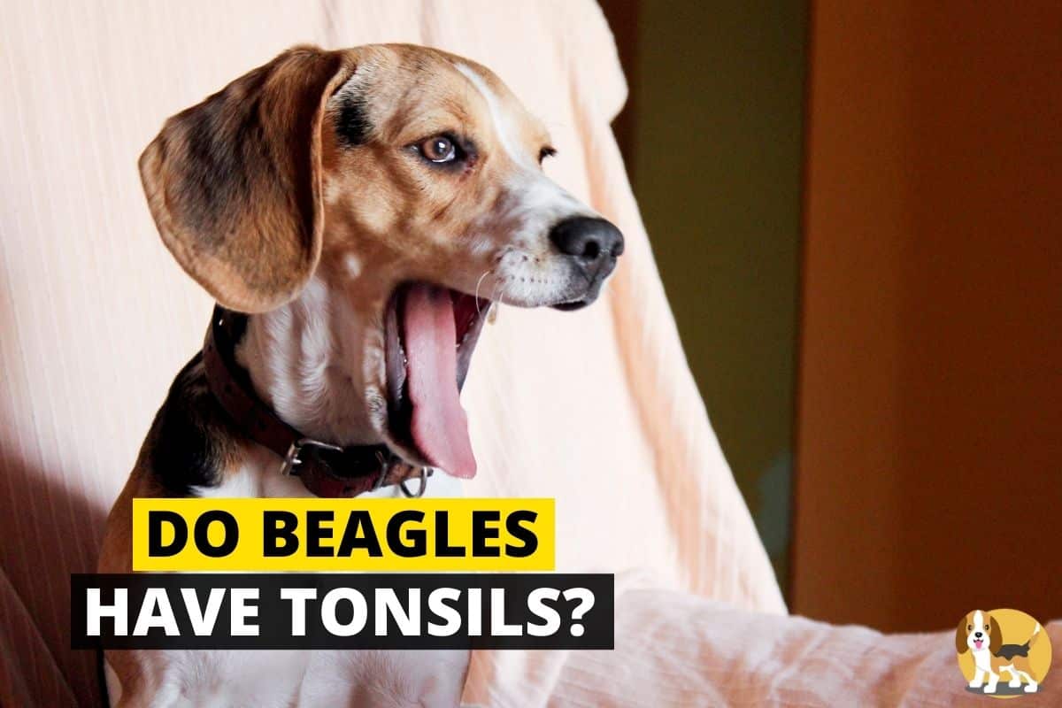 Can Humans Catch Tonsillitis From Dogs