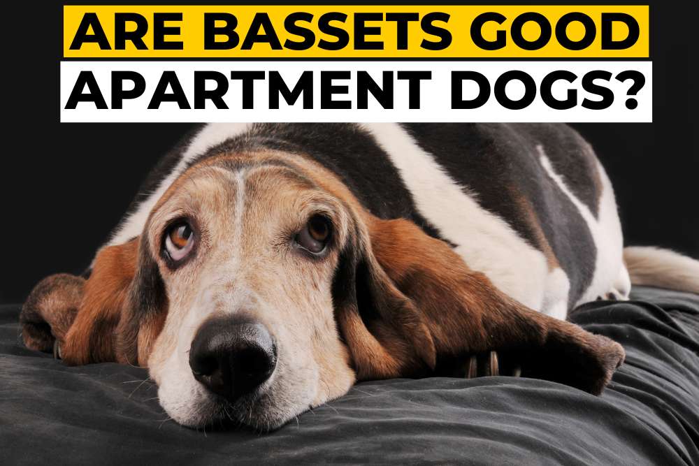 Are Bassets Hound Good Apartment Dogs? Beagle Care