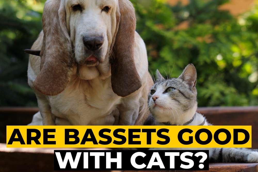 Are Basset Hounds Good with Cats? (The Surprising Truth!) Beagle Care