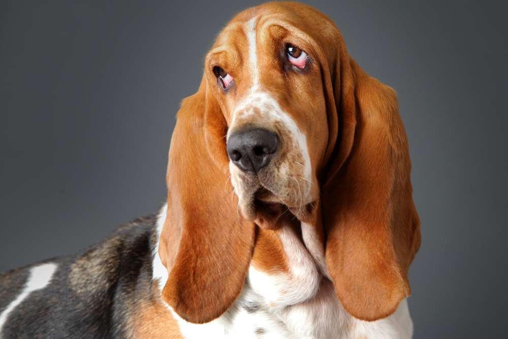 Do Basset Hounds Drool? Beagle Care