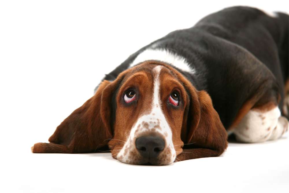 Do Basset Hounds Drool? Beagle Care
