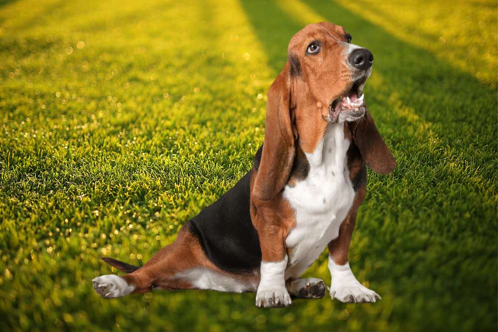 Do Basset Hounds Drool? Beagle Care