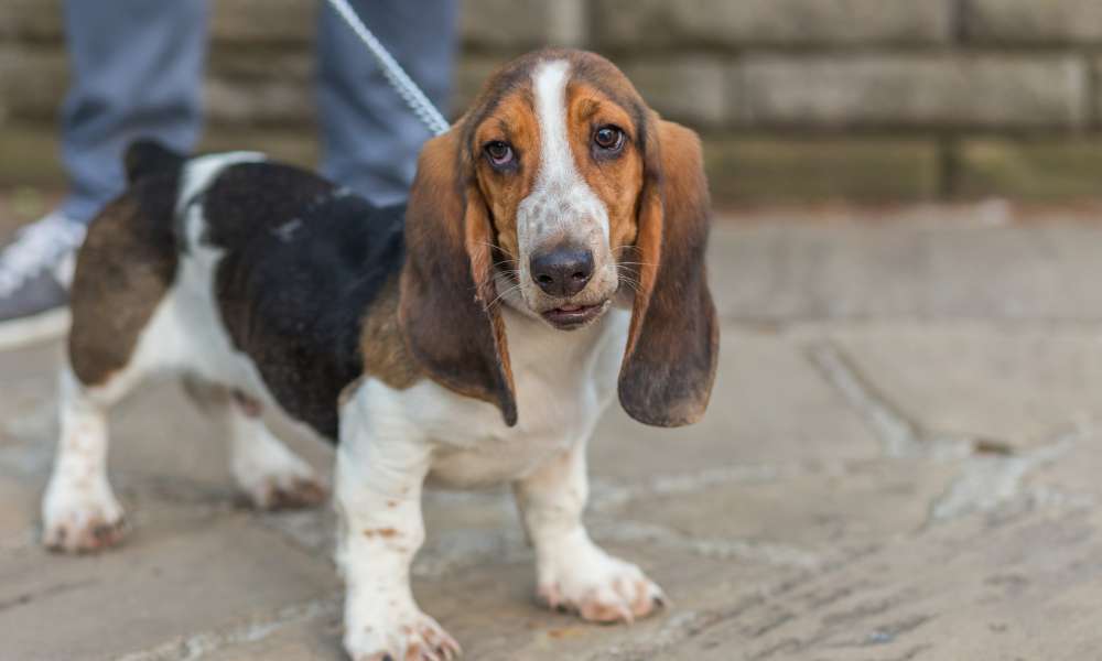 How Much Exercise Do Basset Hounds Need? Beagle Care