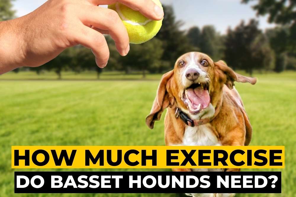 How Much Exercise Do Basset Hounds Need? Beagle Care