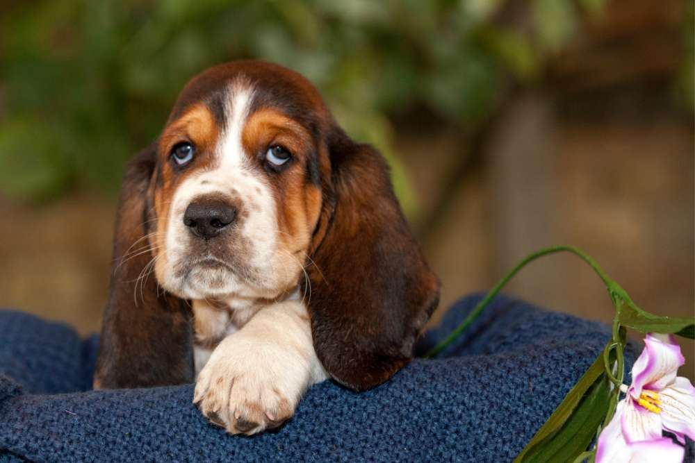 Do Basset Hounds Drool? Beagle Care