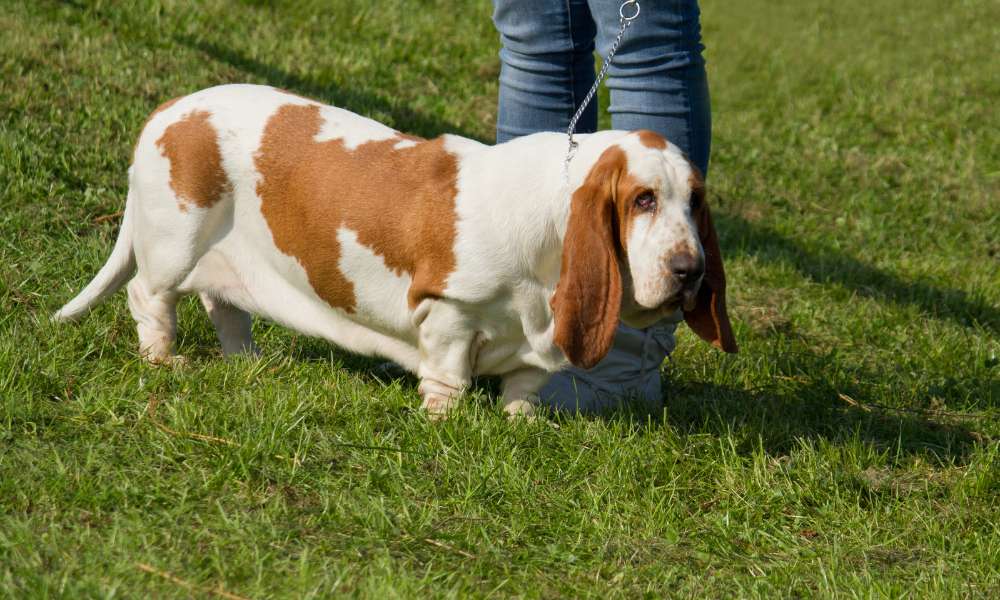 How Much Exercise Do Basset Hounds Need? Beagle Care