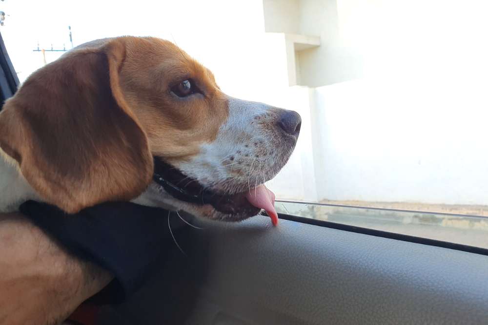 Carsickness in Beagles 6 Causes & 6 Tips for Preventing Beagle Care