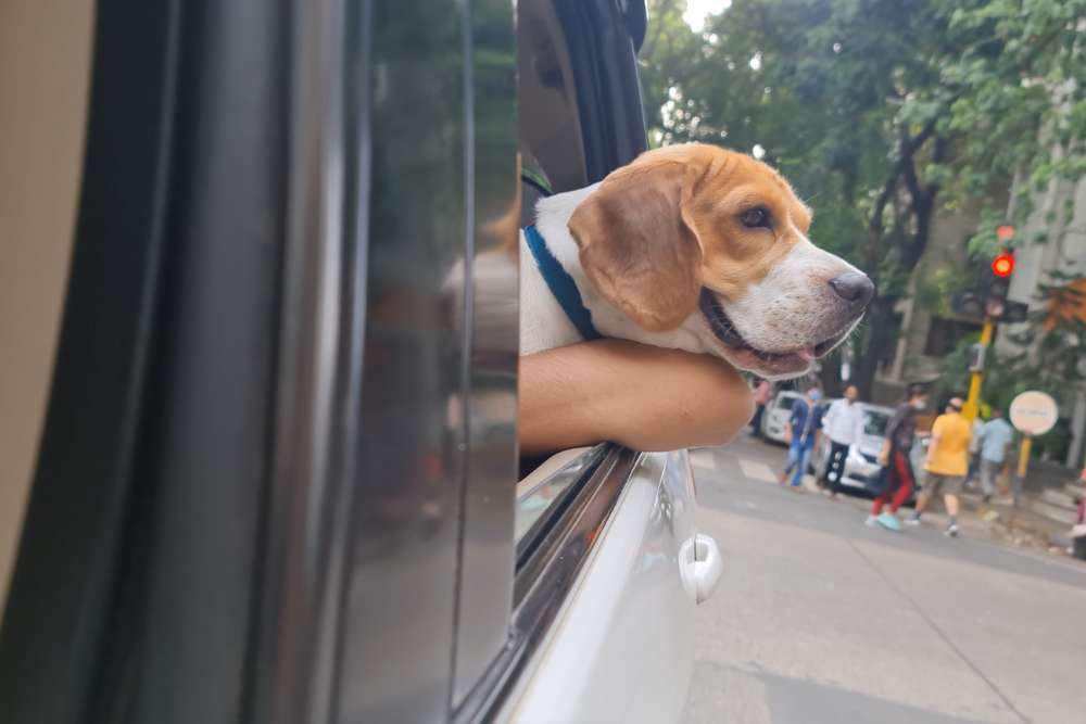 Carsickness in Beagles 6 Causes & 6 Tips for Preventing Beagle Care