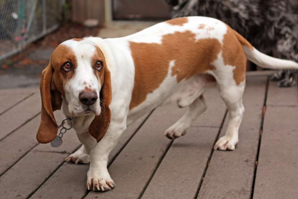 Can Basset Hounds Be Left Alone? (The Surprising Answer!) Beagle Care