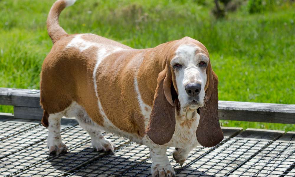 How Much Exercise Do Basset Hounds Need? Beagle Care