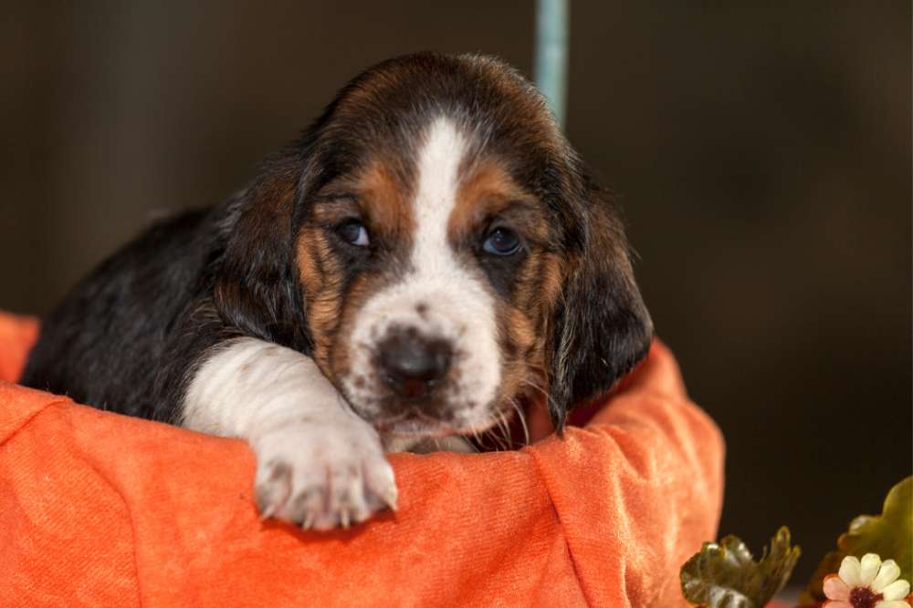 Are Bassets Hound Good Apartment Dogs? Beagle Care
