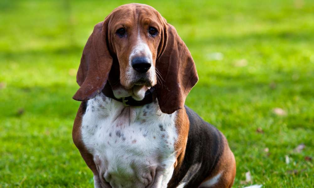 How Much Exercise Do Basset Hounds Need? Beagle Care