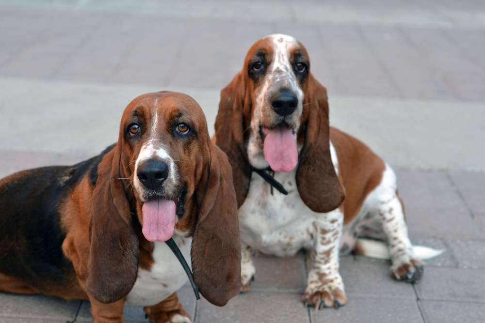 Can Basset Hounds Be Left Alone? (The Surprising Answer!) Beagle Care