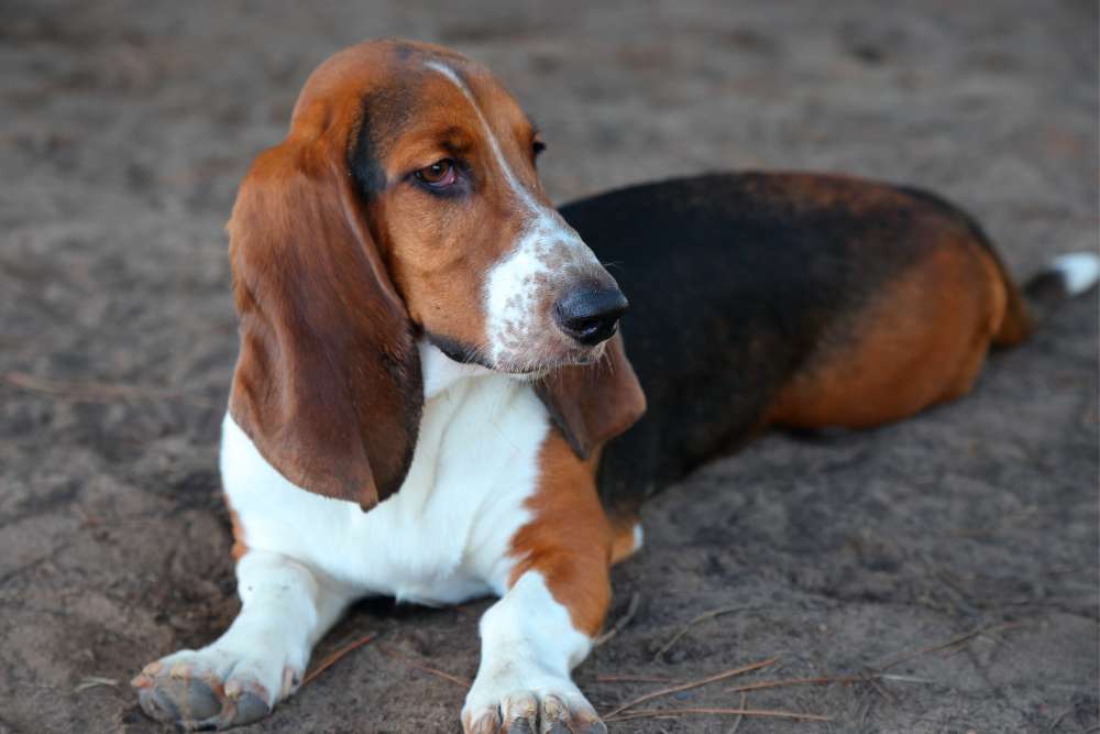 Why Do Basset Hounds Smell So Bad? And How To Fix It? Beagle Care