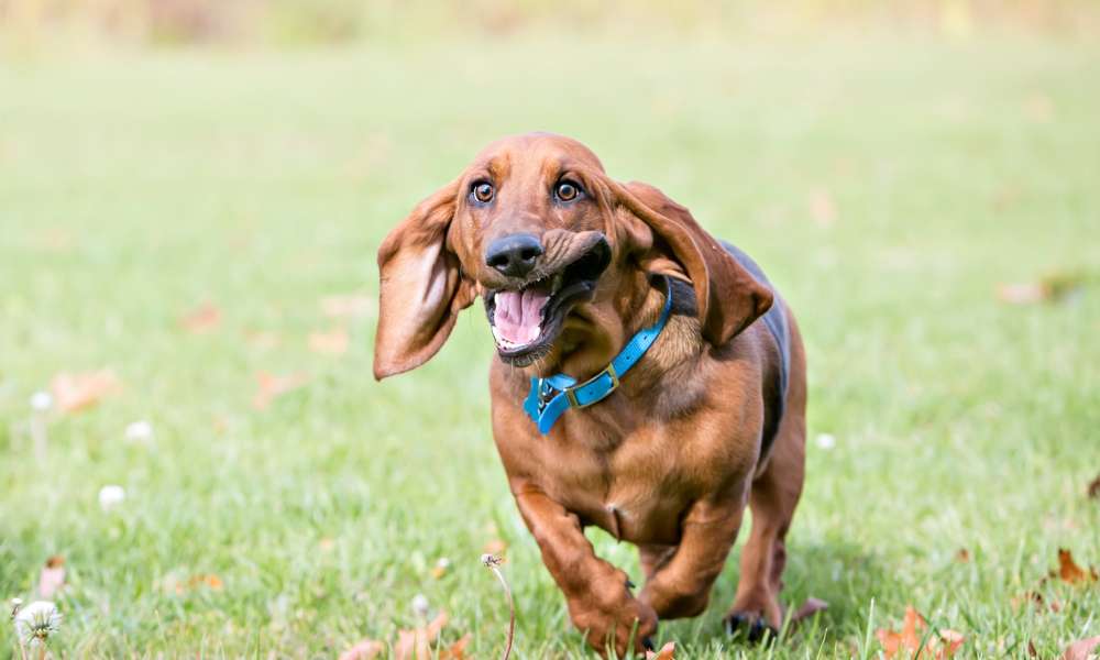 How Much Exercise Do Basset Hounds Need? Beagle Care