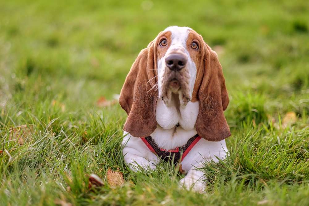 How Long do Basset Hounds Live? Beagle Care
