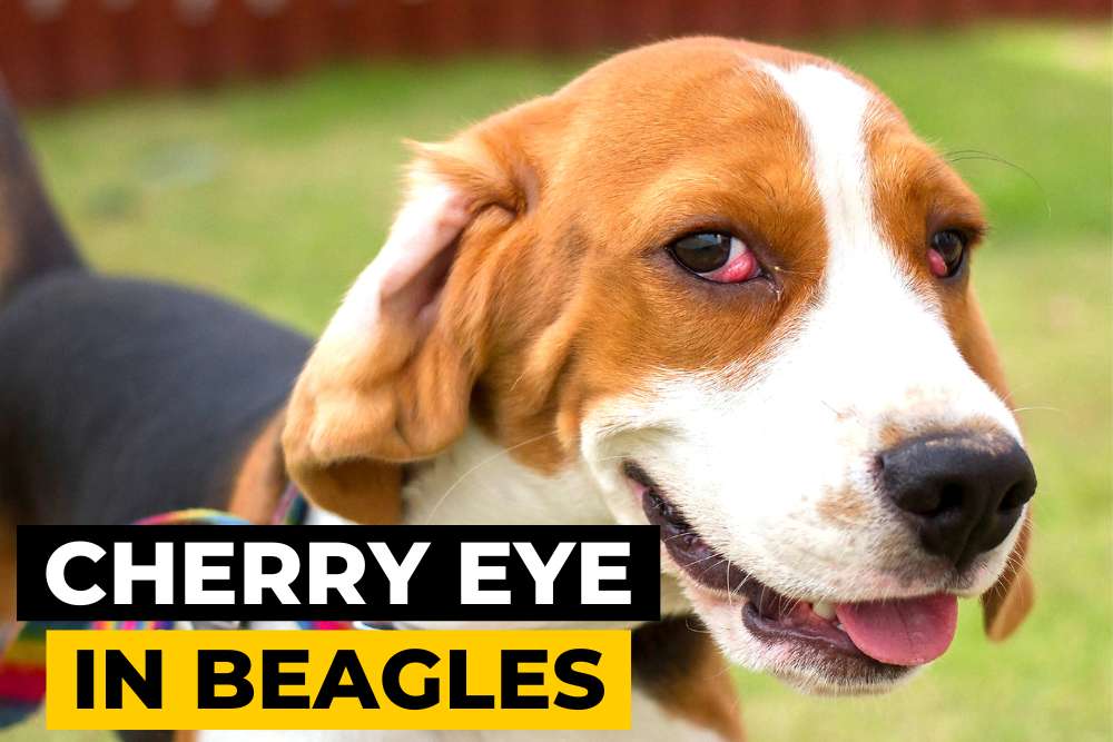 Cherry Eye in Beagles Causes, Treatment, and Tips for Management