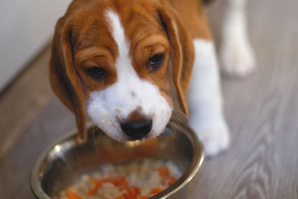 Beagle Puppy Feeding Schedule by Age Beagle Care
