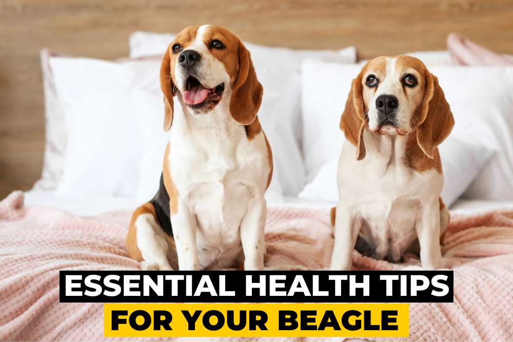 10 Essential Health Tips for Your Beagle Beagle Care